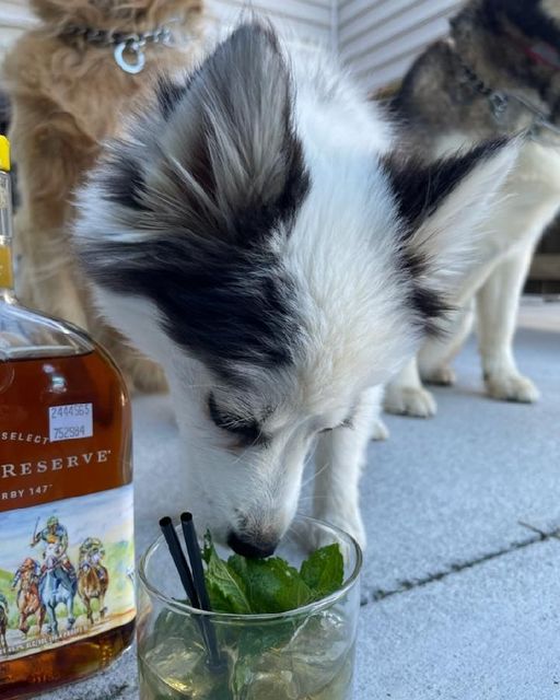 It’s Derby Day! Be smart like this guy and come join us for a mint julep, sit ba